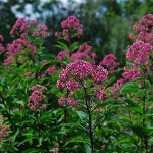Eupatorium maculatum / Kemeras demėtasis RIESENSCHIRM