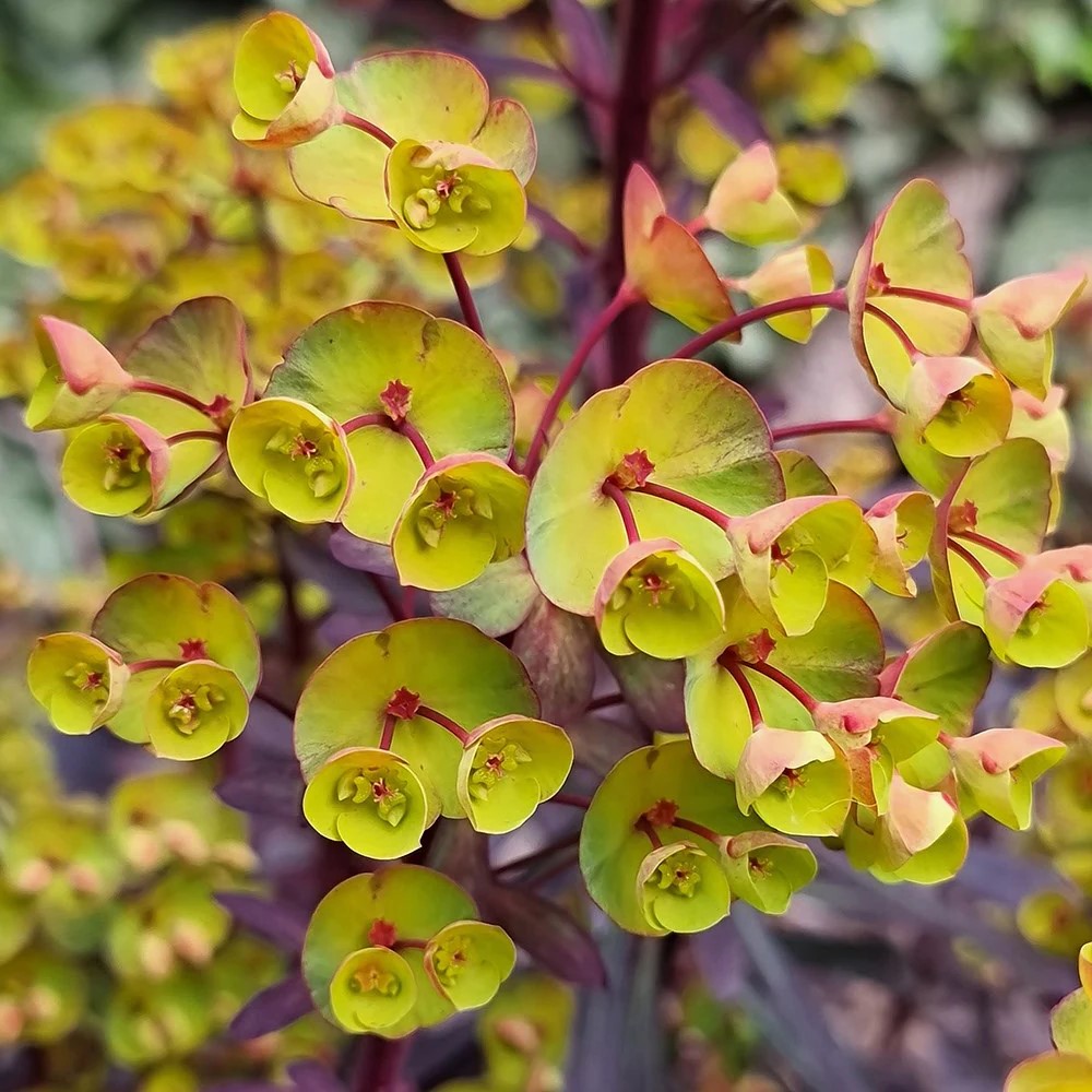 Euphorbia / Karpažolė MINER'S MERLOT