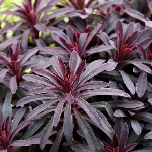 Euphorbia / Karpažolė MINER'S MERLOT