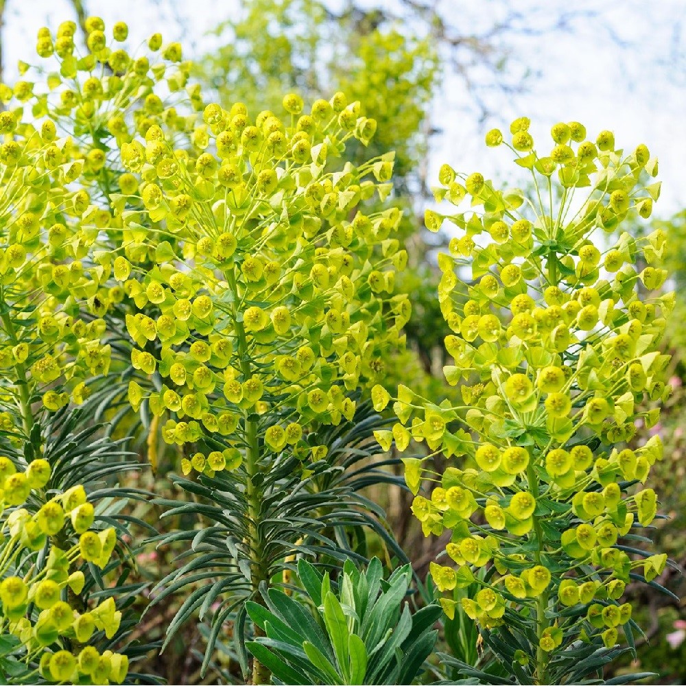 Euphorbia / Karpažolė WULFENII 