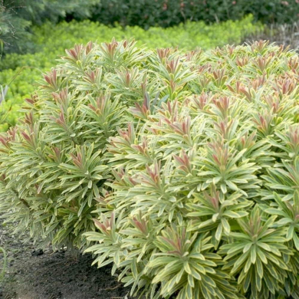 Euphorbia / Karpažolė ASCOT RAINBOW