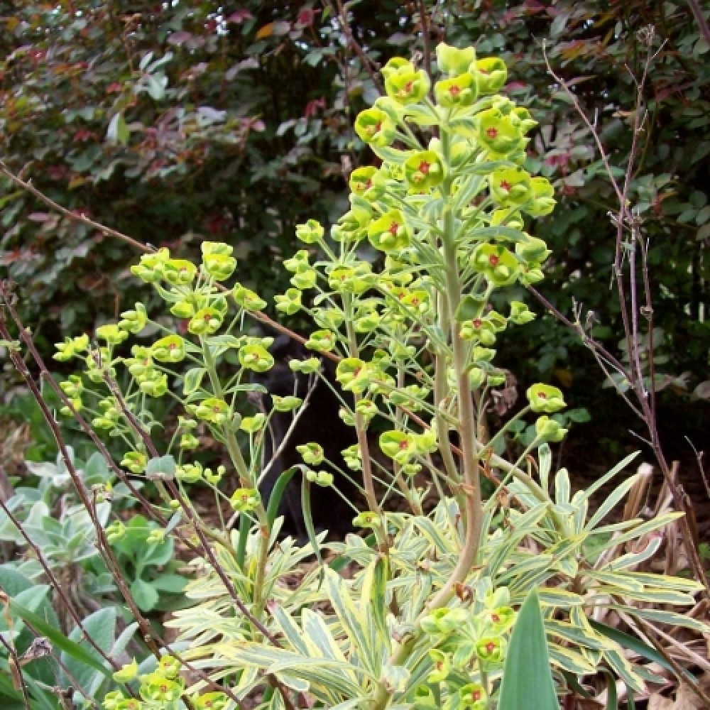 Euphorbia / Karpažolė ASCOT RAINBOW