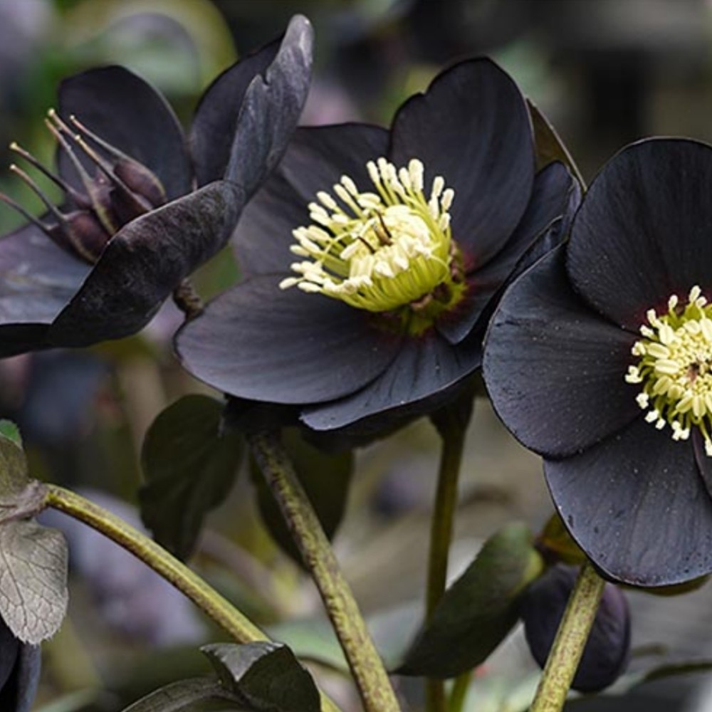Helleborus / Eleboras MAGIC BLACK