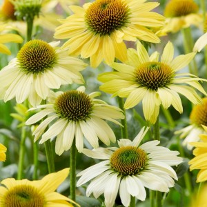 Echinacea / Ežiuolė MELLOW YELLOWS