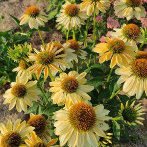Echinacea / Ežiuolė MELLOW YELLOWS