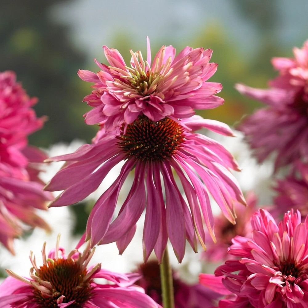 Echinacea / Ežiuolė DOUBLEDECKER