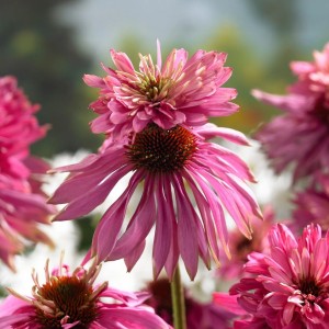 Echinacea / Ežiuolė DOUBLEDECKER