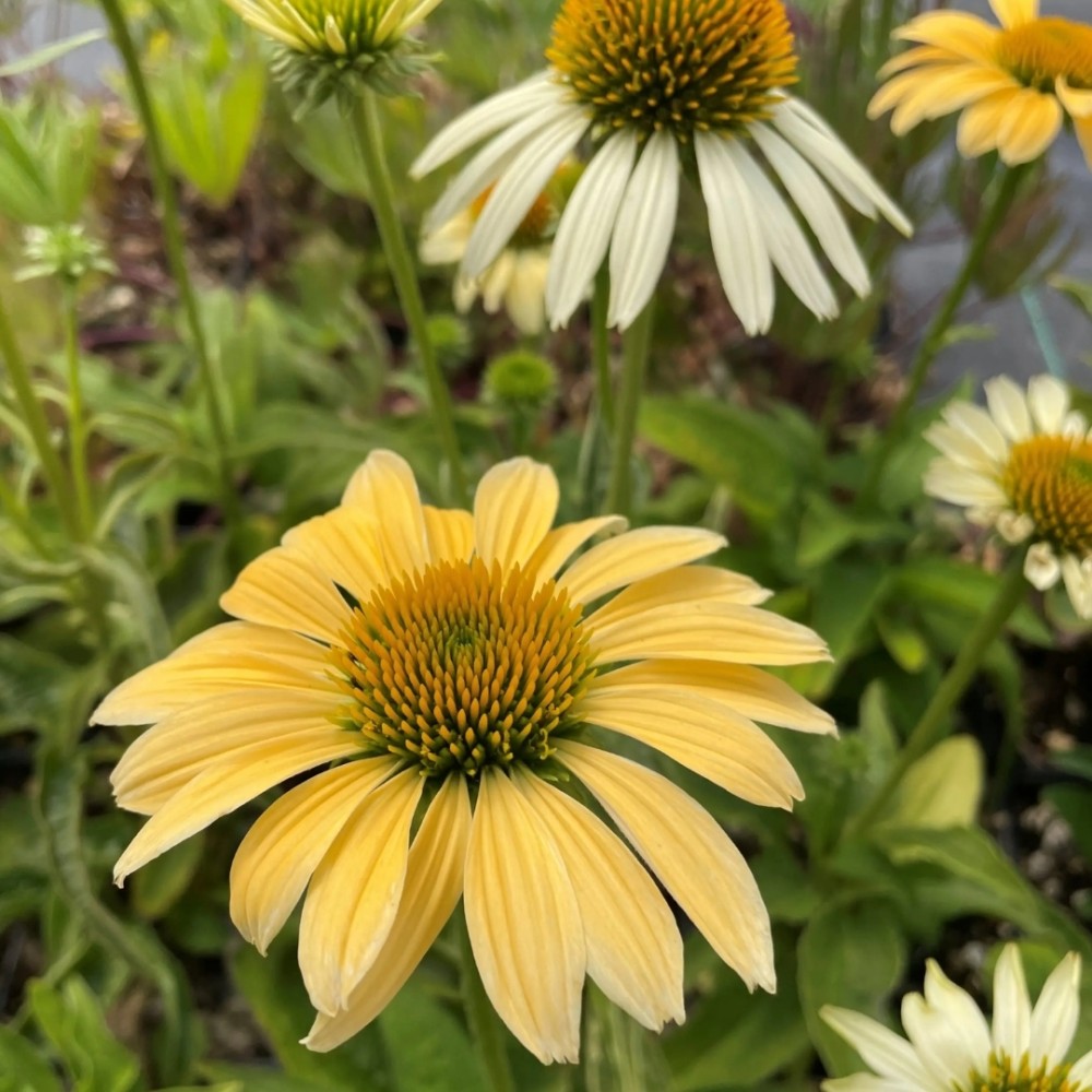 Echinacea / Ežiuolė MELLOW YELLOWS