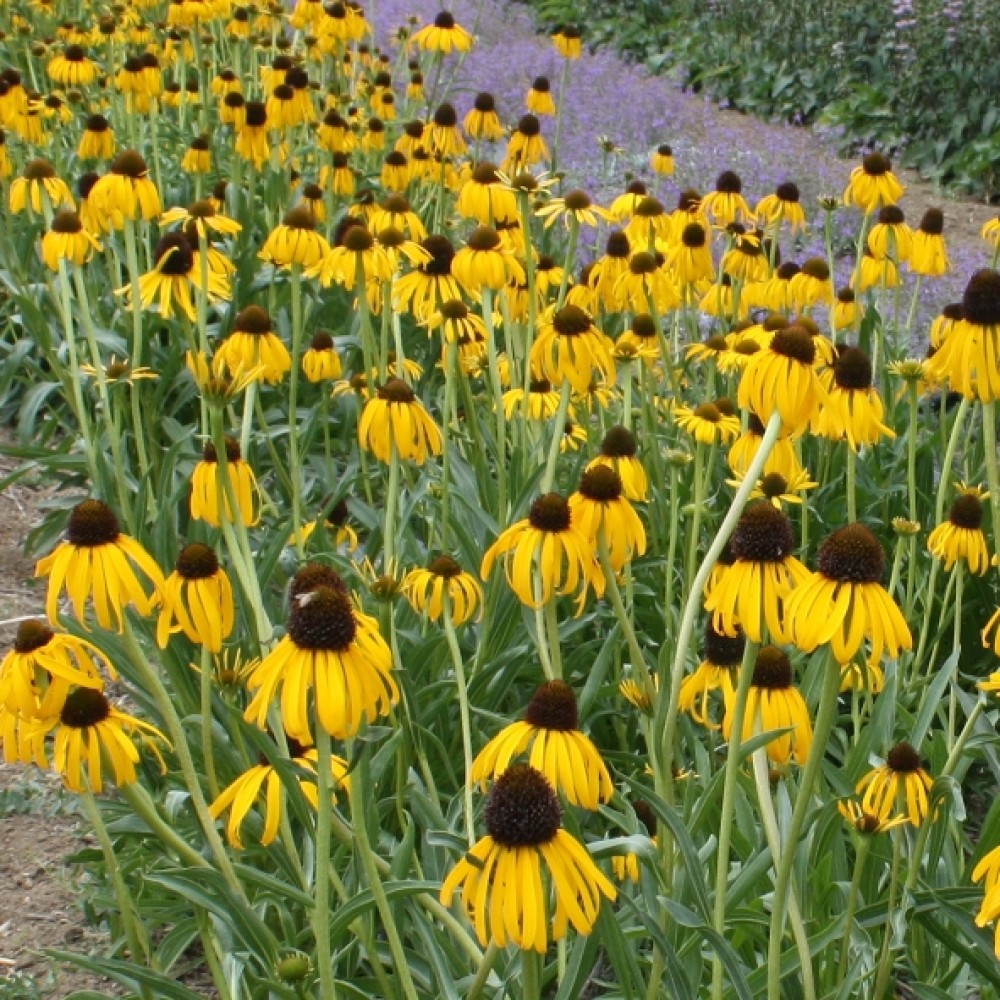 Echinacea paradoxa / Keistoji ežiuolė
