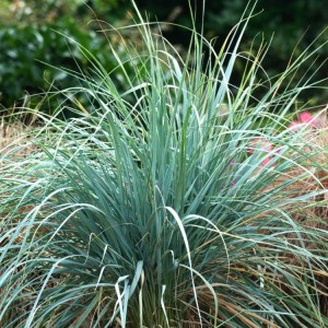 Elymus magellanicus 