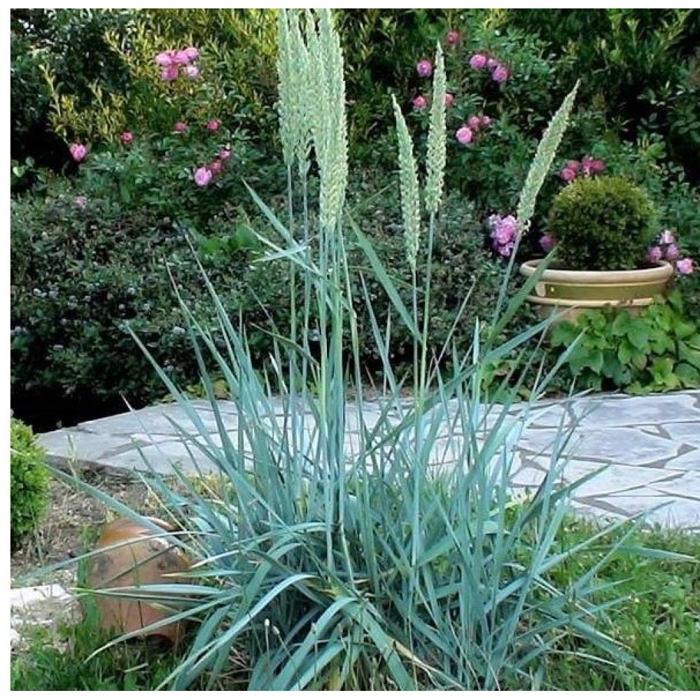 Elymus magellanicus 