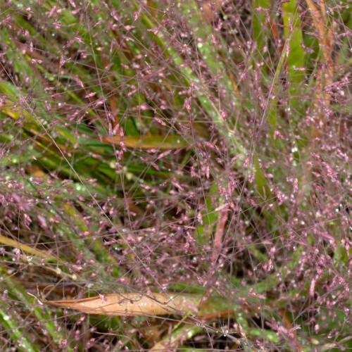 Eragrostis spectabilis / Posmilgė 