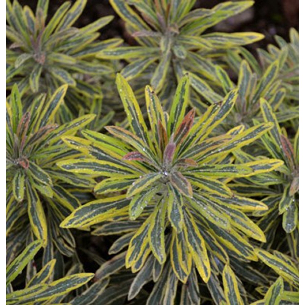 Euphorbia / Karpažolė ASCOT RAINBOW