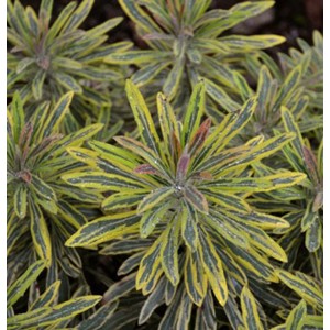 Euphorbia / Karpažolė ASCOT RAINBOW