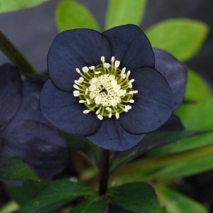 Helleborus / Eleboras MAGIC BLACK