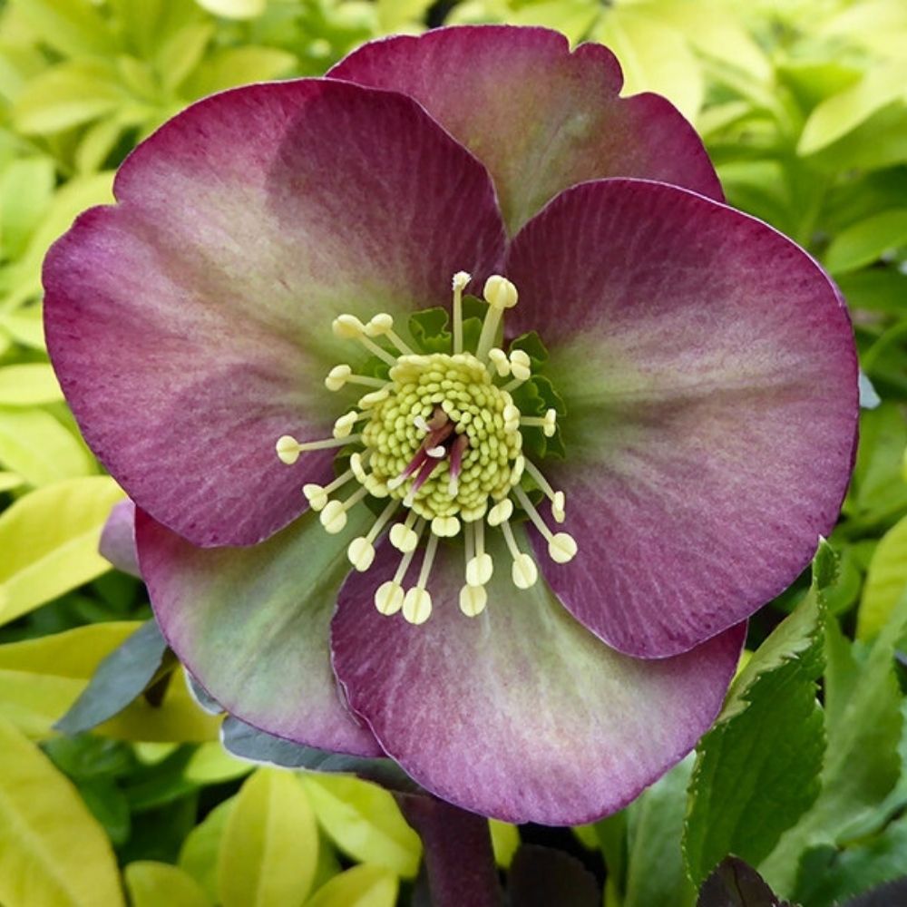 Helleborus / Eleboras FROSTKISS DANA'S DULCET