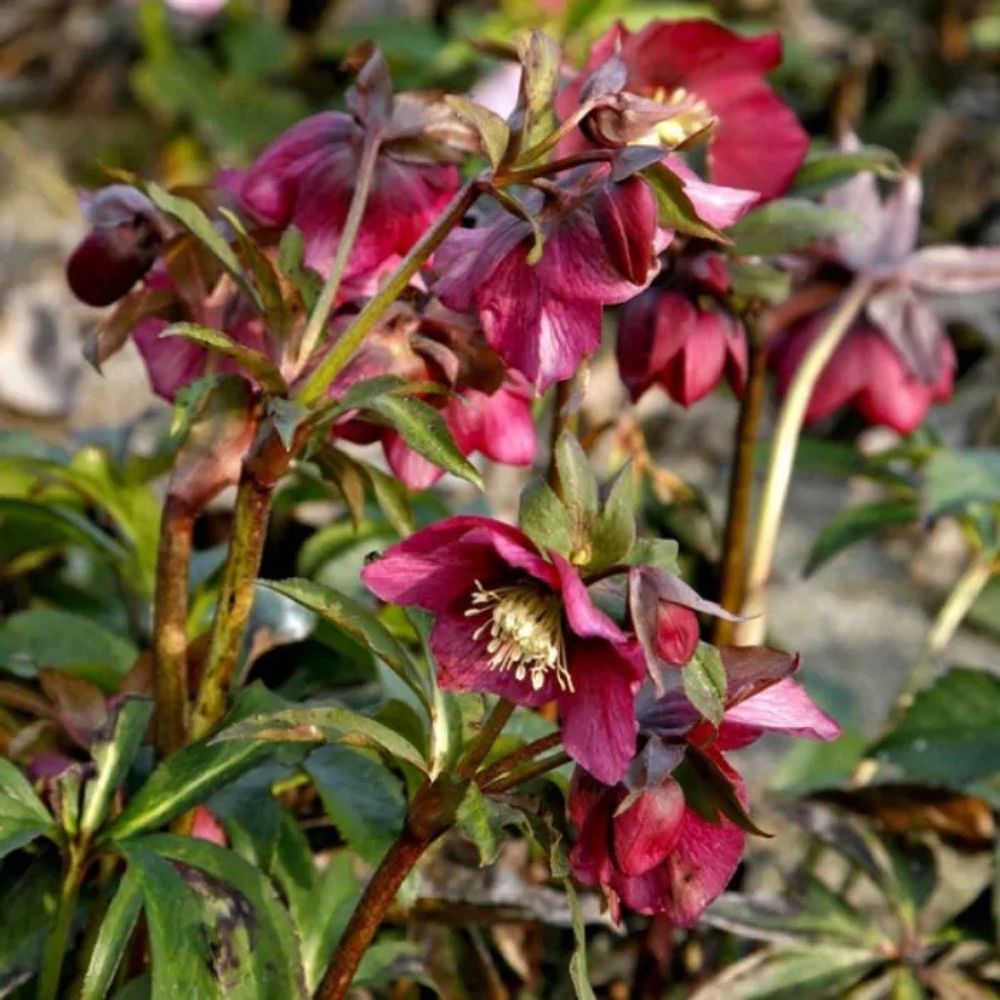 Helleborus orientalis / Kaukazinis eleboras RED LADY