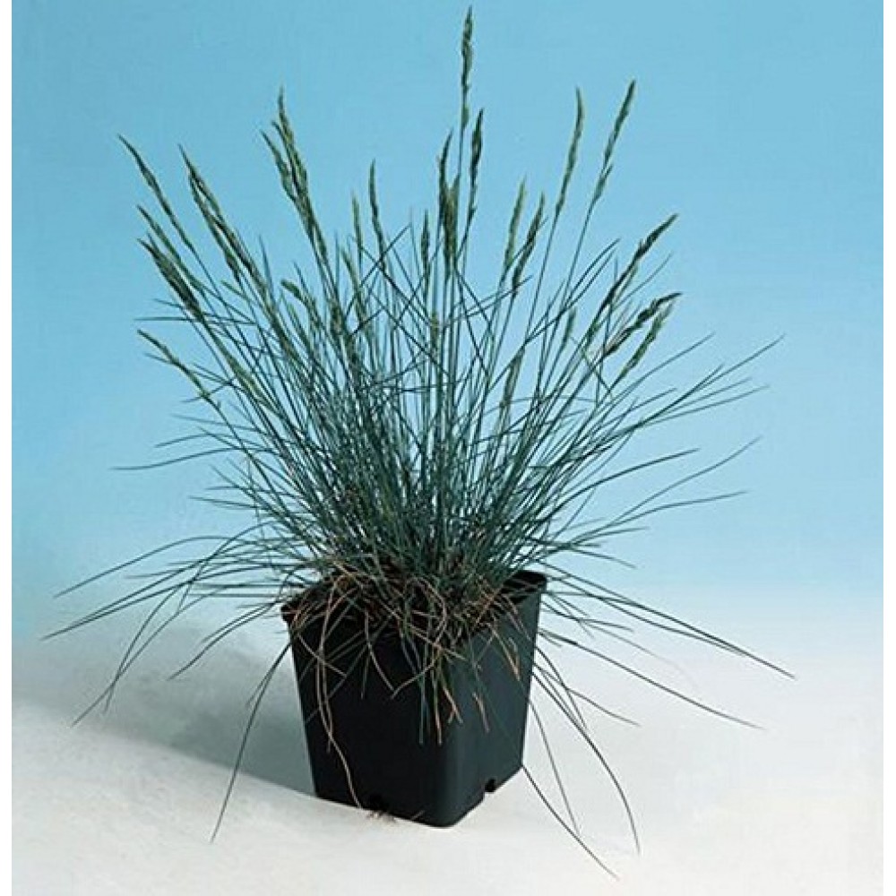 Festuca / Eraičinas AUSLESE