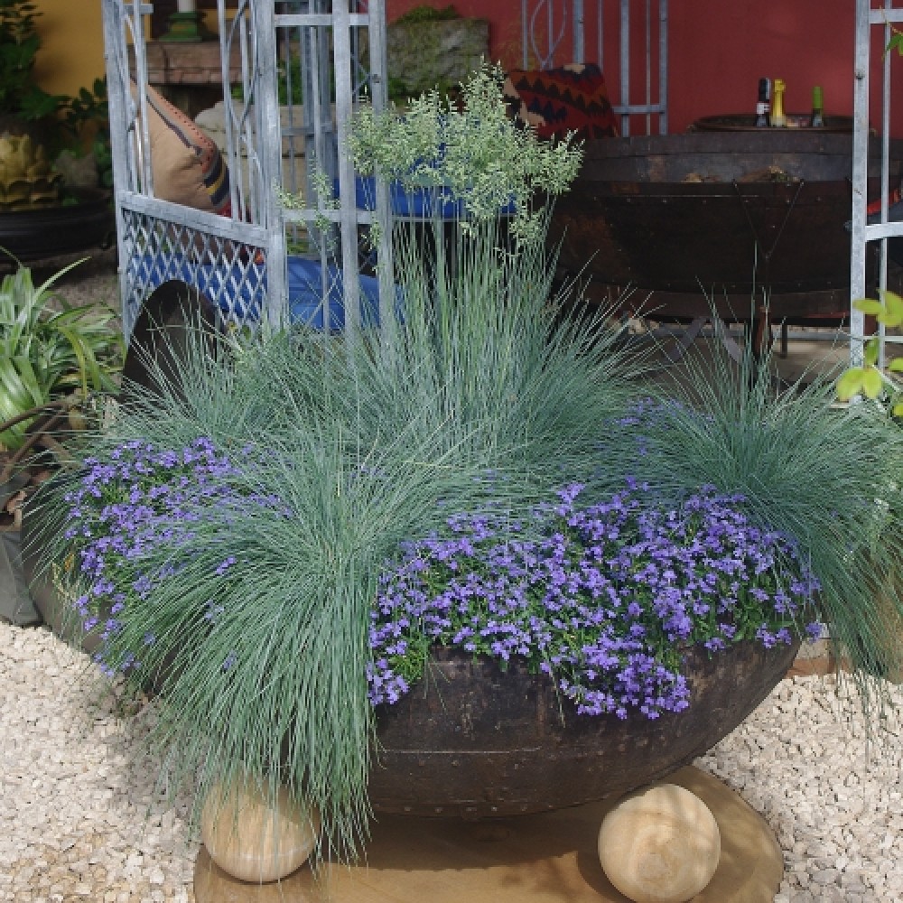 Festuca / Eraičinas BLUE SELECT
