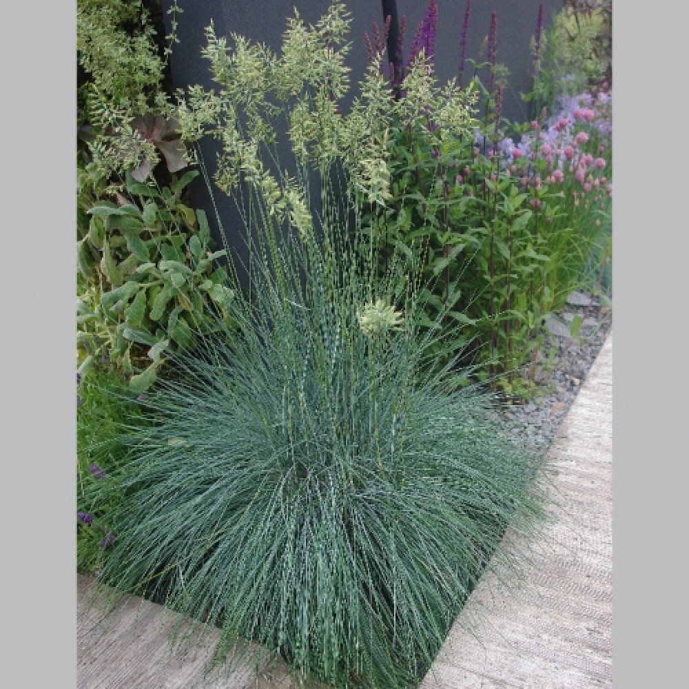 Festuca / Eraičinas BLUE SELECT