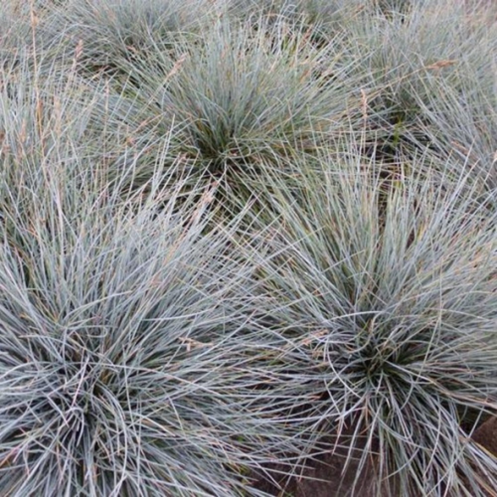 Festuca / Eraičinas UCHTE