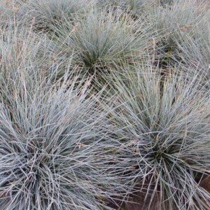 Festuca / Eraičinas UCHTE