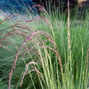 Festuca amethystina / Ametistinis eraičinas