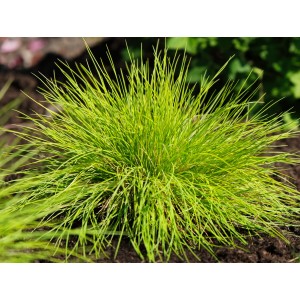 Festuca / Eraičinas AMIGOLD