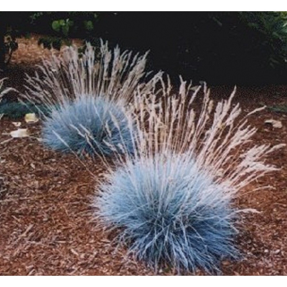 Festuca / Eraičinas AUSLESE