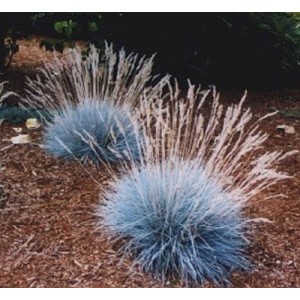 Festuca / Eraičinas AUSLESE