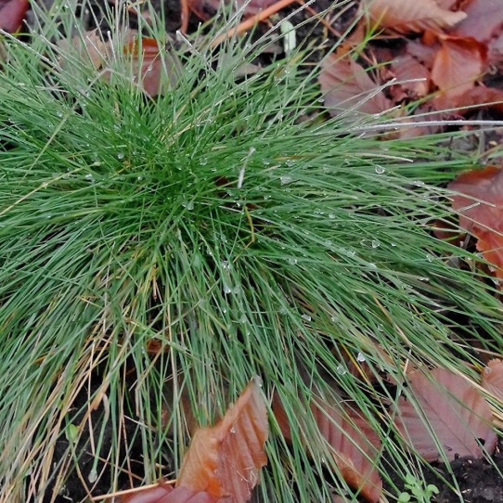 Festuca / Eraičinas AZURIT