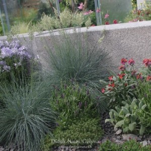 Festuca / Eraičinas BLUE SELECT