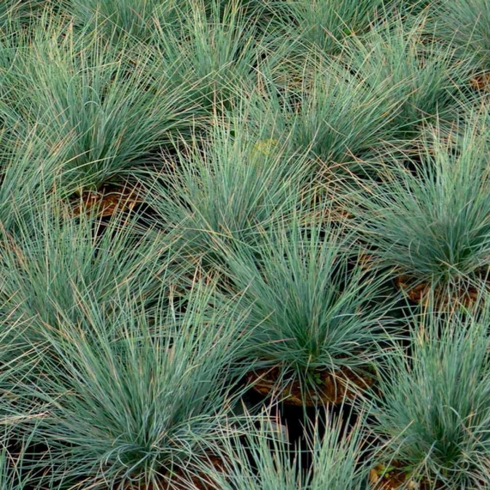 Festuca / Eraičinas UCHTE