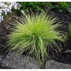 Festuca / Eraičinas AMIGOLD