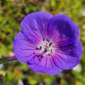 Geranium / Snaputis WEST ACRE HALO