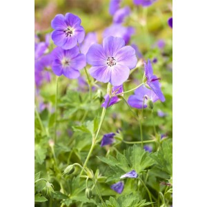 Geranium / Snaputis WEST ACRE HALO