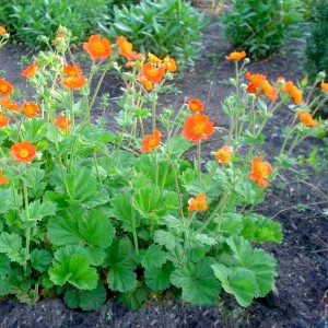 Geum / Žiognagė BORISII STRAIN