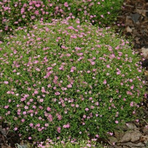 Gypsophila / Guboja GYPSY PINK