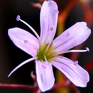 Gypsophila pacifica / Pajūrinė guboja 