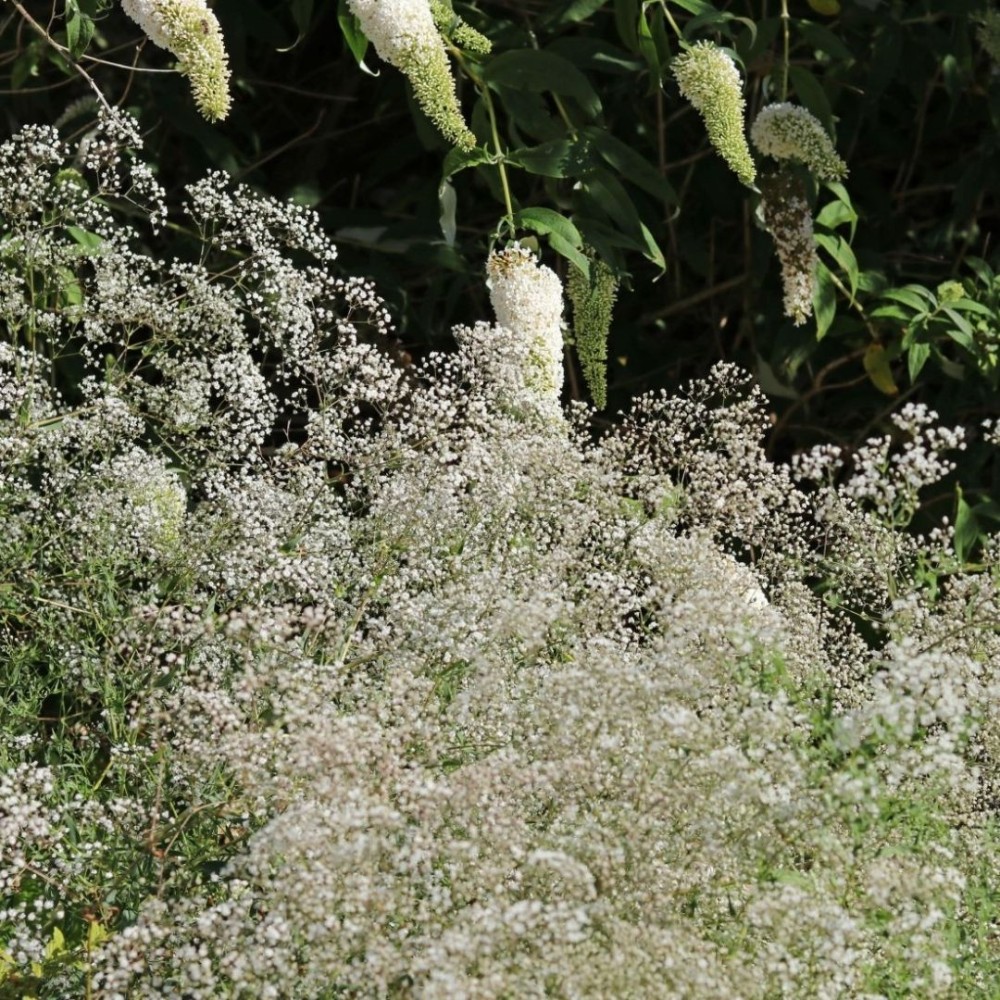 Gypsophila / Guboja SCHNEEFLOCKE 