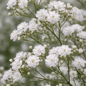 Gypsophila / Guboja SCHNEEFLOCKE 