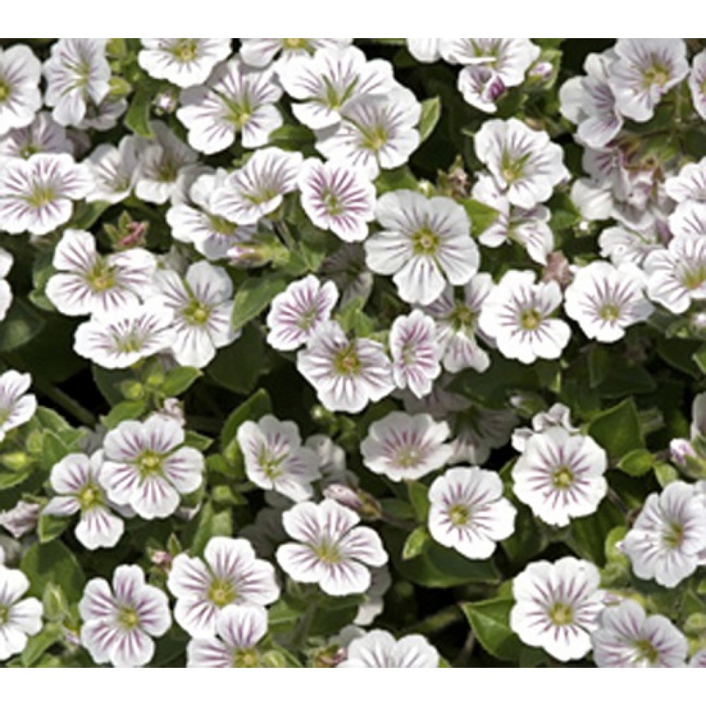 Gypsophila cerastioides / Himalajinė guboja