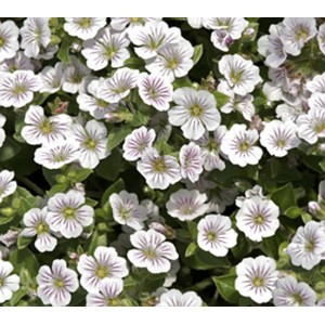 Gypsophila cerastioides / Himalajinė guboja