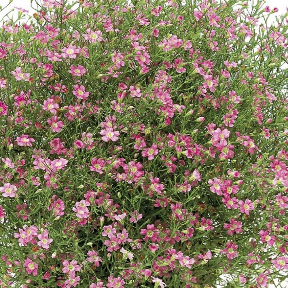 Gypsophila / Guboja GYPSY PINK