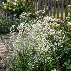 Gypsophila / Guboja SCHNEEFLOCKE 
