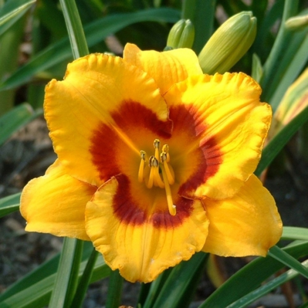 Hemerocallis / Viendienė BLACKBERRY SHERBET