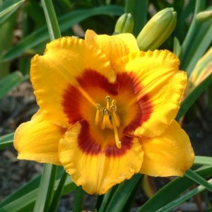 Hemerocallis / Viendienė BLACKBERRY SHERBET