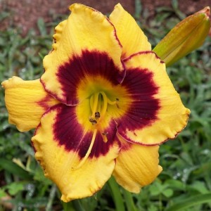 Hemerocallis / Viendienė CALICO JACK