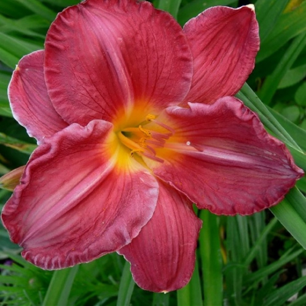 Hemerocallis / Viendienė CHARLES JOHNSTON