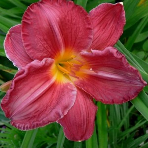 Hemerocallis / Viendienė CHARLES JOHNSTON